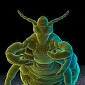 Coloured SEM of a human body louse,Pediculus