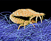 Mating body lice,SEM