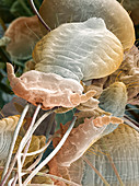 Badger body lice,SEM