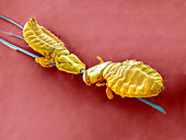 Badger body lice,SEM