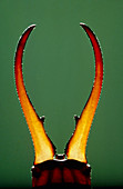 Close-up of the pincers of an earwig