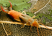 Coloured SEM of an earwig,Forficula auricularia