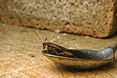 Pregnant German cockroach BLATELLA GERMANICA