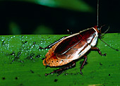 Dryadoblatta,a cockroach from Trinidad