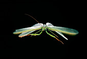 Male praying mantis in flight