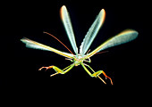 Male praying mantis in flight