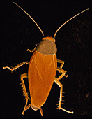 SEM of American cockroach