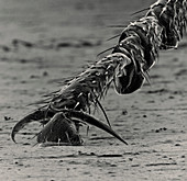SEM of a foot of the American cockroach