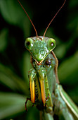 Macrophoto of praying mantis,Mantis religiosa