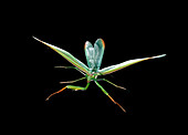 Image of a praying mantis in flight
