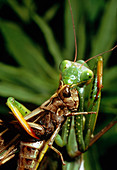Macrophoto of praying mantis eating grasshopper