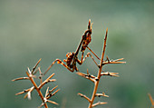 Empusa egena mantis on a gorse bush