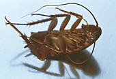 Dead cockroach