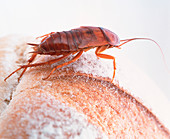 Cockroach on bread