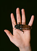 Madagascan giant hissing cockroach