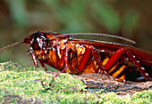Long-winged cockroach