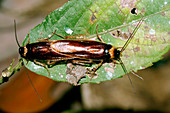 Mating forest cockroaches