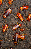 Australian cockroaches