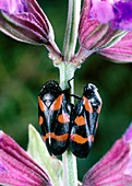 Mating bugs Cercopis arcuata,with warning colours