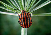 The bug,Graphosoma italicum,with warning colours