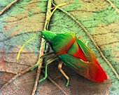 Coloured SEM of a shield bug (Elasmostethus sp.)