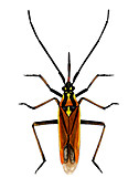 Male hop capsid bug