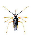 Male capsid bug