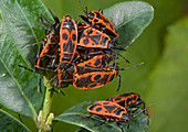 Firebugs mating