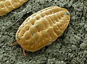 Scale insect,SEM