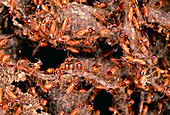 Nasute termites,Ecuador