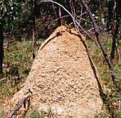 View of a termite mound