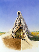 Cutaway artwork of a termite mound