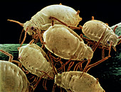 SEM of a group of wingless aphids