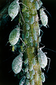 North American lupin aphids