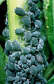 Cluster of black bean aphids Aphis sambuci