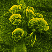 False-col SEM of wingless aphids feeding on leaf