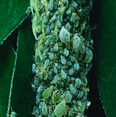 Lupin aphids,Macrosiphon albifrons