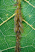 Aphids clustered on the vein of a walnut leaf