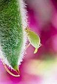 Aphid giving birth by partenogenesis