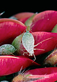 Lupin aphid giving birth by parthenogenesis