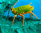 Coloured SEM of a nettle aphid on nettle plant