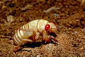 Cicada nymph with red eyes