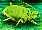Coloured SEM of an aphid (greenfly) on a leaf