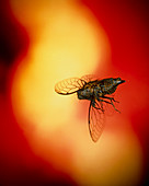 High-speed photo of a cicada in flight