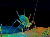 Green peach aphid,SEM