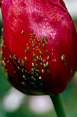 Aphids on a tulip (Tulipa sp.)