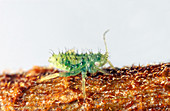 Chinese elm aphid nymph