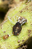 Blue gum psyllid nymphs