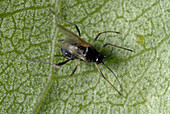 Winged myzus varians aphid