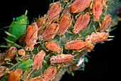 Rose aphids